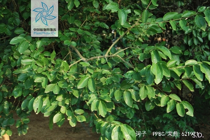 为使君子科植物诃子 i>terminalia chebula /i> retz.