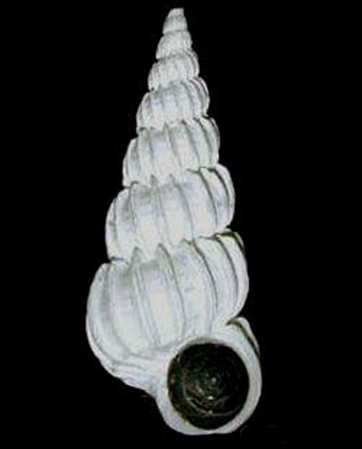  p>麦哲伦海蛳螺是一种软体动物门,海狮螺科动物,分布于巴西南部的