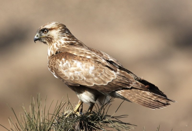  p>黑长尾鵟(学名:hernicopernis infuscatus)为鹰科黑长尾鵟属的 a