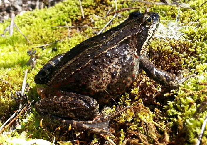  p data-id="tiplttgpadjp">哈士蟆是无尾目蛙科林蛙属两栖动物,又称