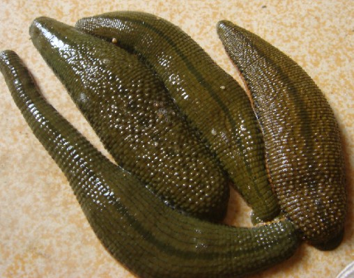 菲牛蛭唾液腺分泌的天然水蛭素是目前世界上所发现的物质中较强的天然