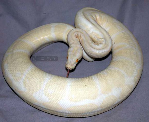 白化球蟒的价格比普通球蟒高很多倍, 白化球蟒的幼体价格一般
