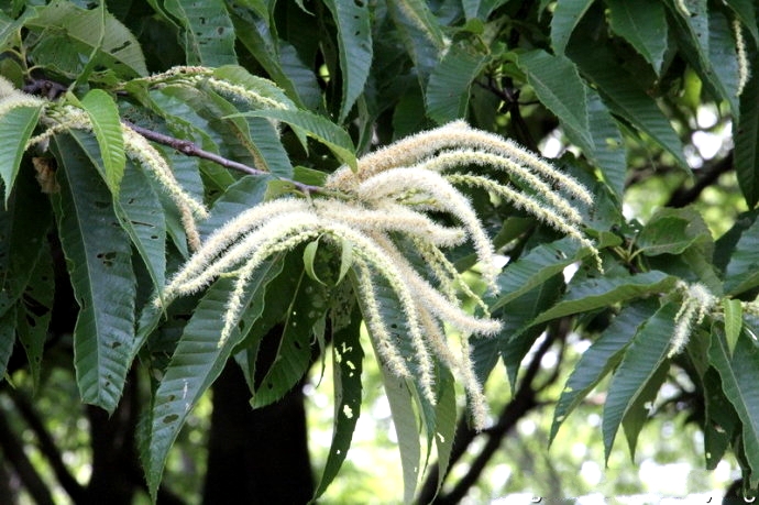  p>黧蒴锥(学名: i>castanopsis fissa /i> (champ. ex benth.) rehd.