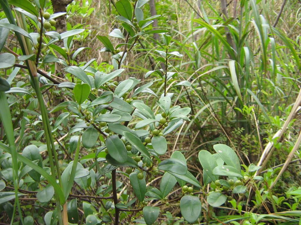  p>短梗酸藤子(学名:embelia sessiliflora kurz)是紫金牛科酸藤子属