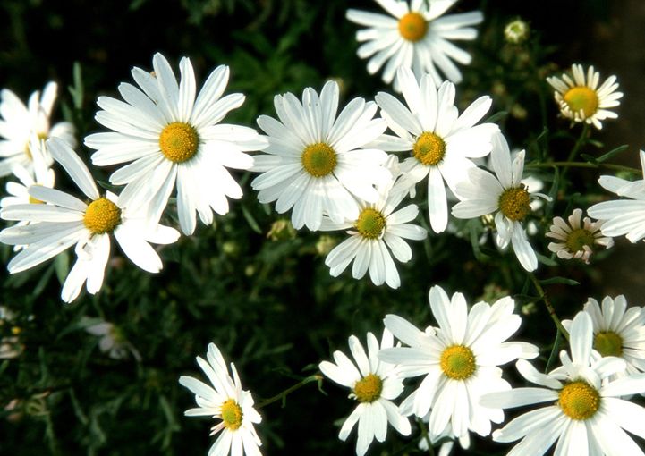  p>矮滨菊(学名: i>leucanthemum vulgare /i> cv " i>short