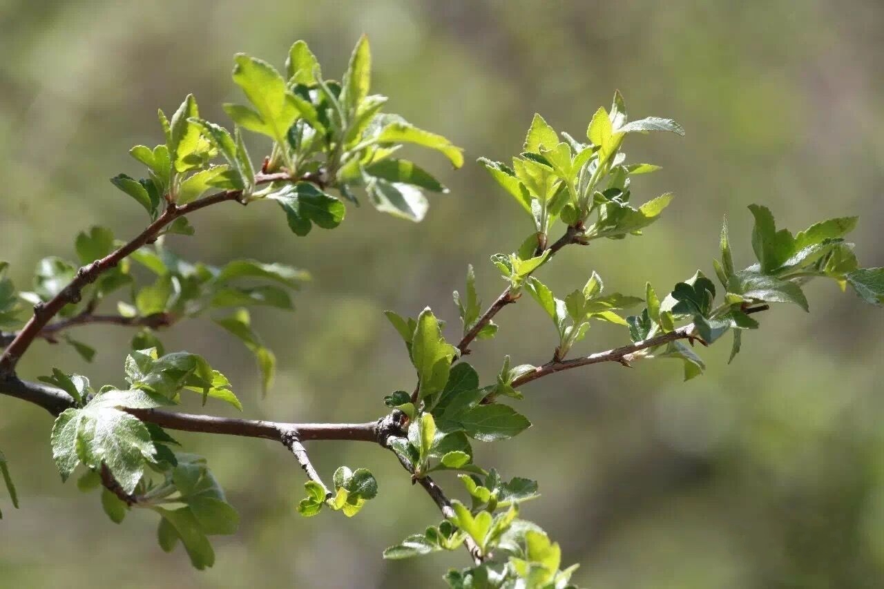 炉霍雪域俄色茶
