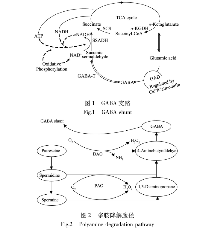 化学式是c   h   no   ,别名4-氨基丁酸(γ-aminobutyric