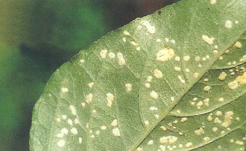 药用植物薄荷锈病