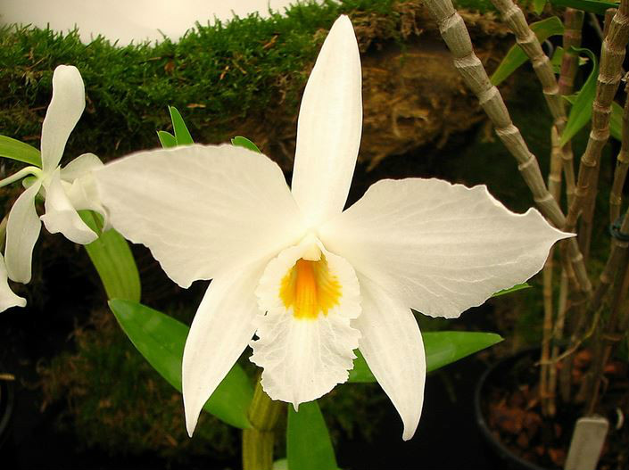 dendrobium infundibulum lindl.