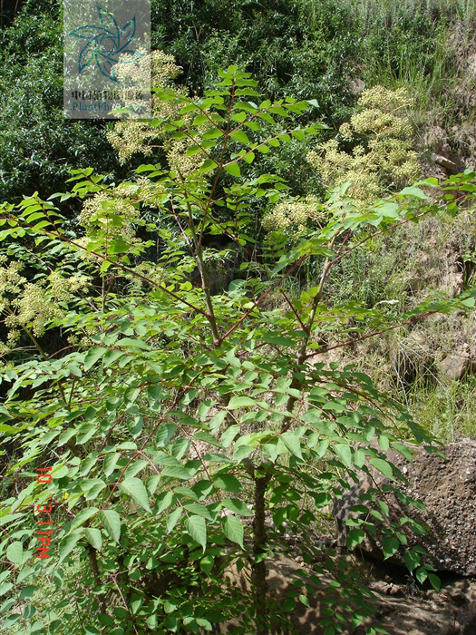  p>白背叶楤木(变种)学名:aralia chinensis l. var.