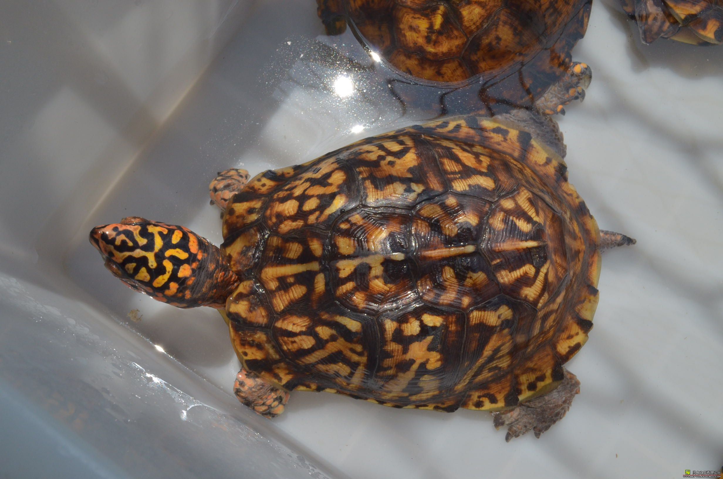 dendrocalamopsis f.revoluta