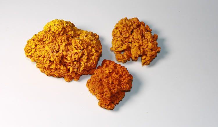 tremella aurantialba bandoni et zang