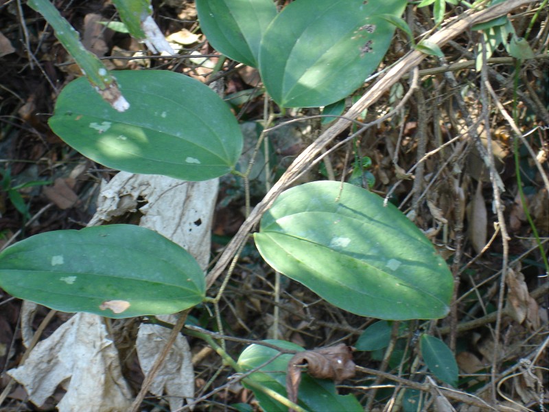 vitis davidii(roman.