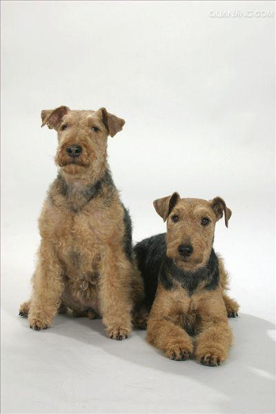  p data-id="tiqsb3mhgtlg">史宾格犬是食肉目犬科犬属哺乳动物,又名