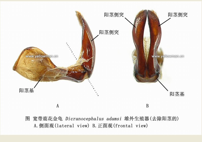 昆虫外生殖器