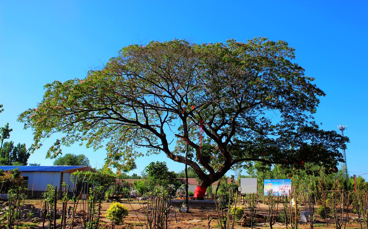 百年合欢树