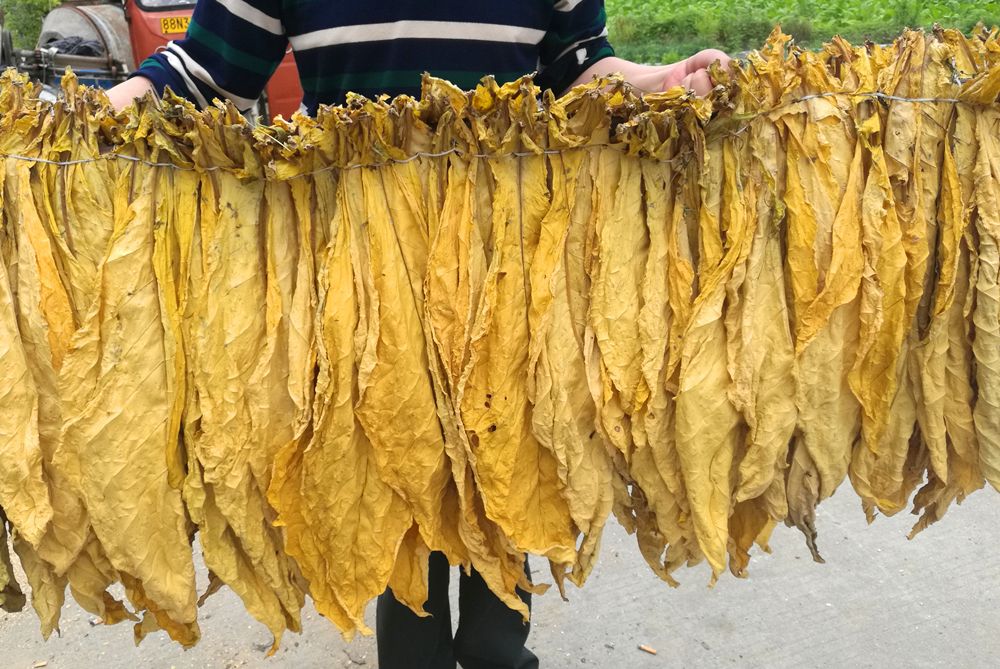 三明翠碧一号烤烟