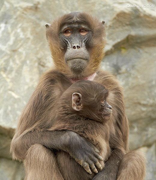  p>狒狒(学名: i>papio /i>):灵长目 a target="_blank" href="/item