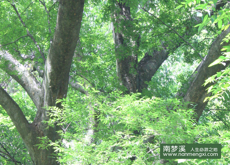  p>榔榆(拉丁学名: i>ulmus parvifolia jacq /i>)别称:小叶榆.