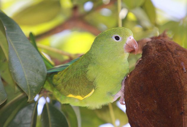 yellow-chevroned parakeet