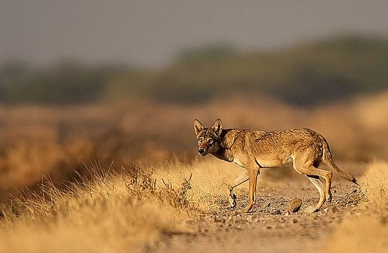  p>伊朗狼(学名: i>canis lupus pallipes /i>)是灰狼的亚种之一,该