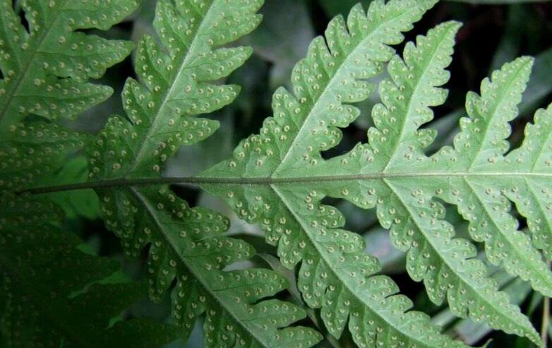  p>毛叶轴脉蕨(学名: i>ctenitopsis devexa /i> (kunze ex mett.