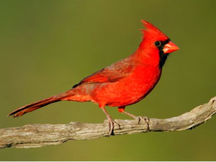 northern cardinal