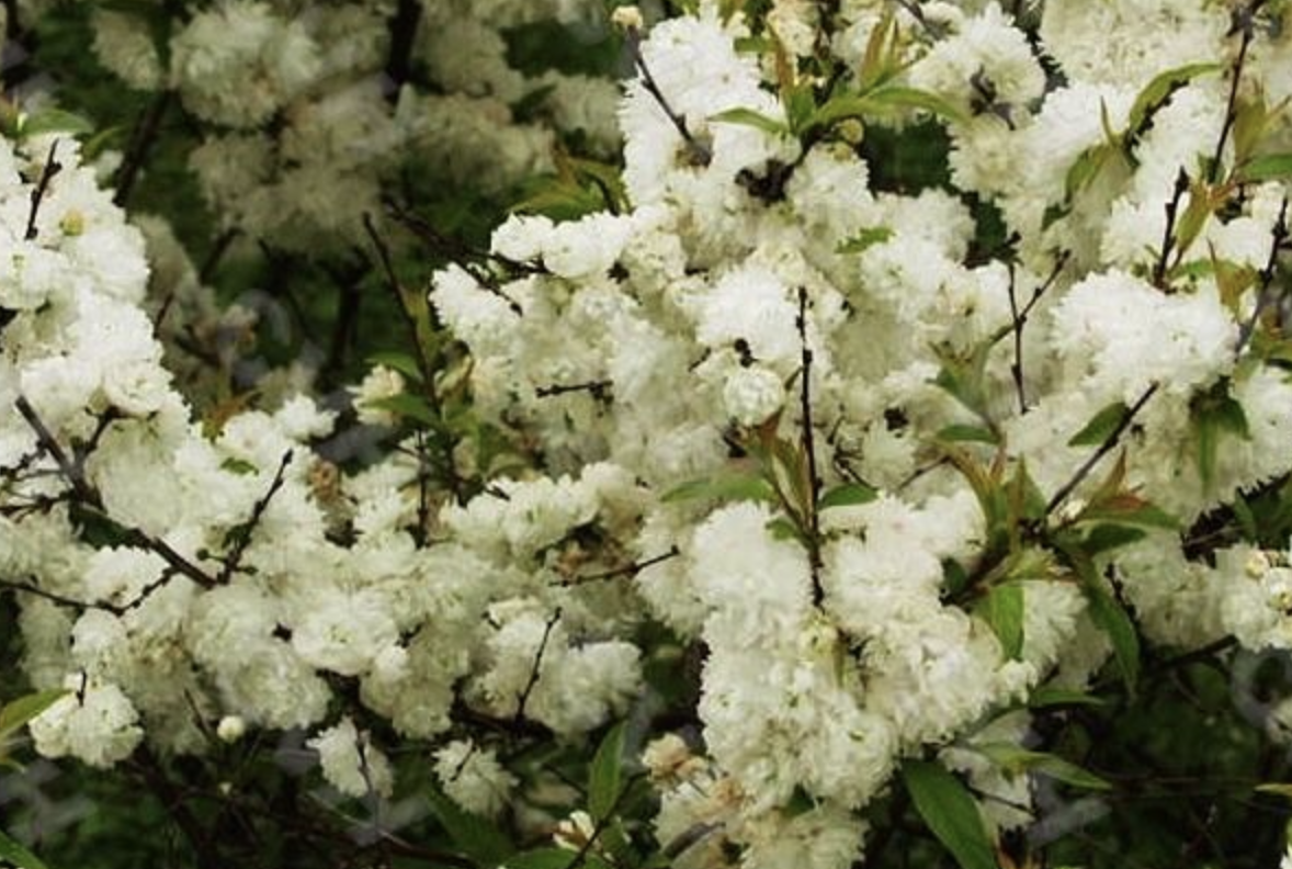 cerasus glandulosa (thunb.) lois.