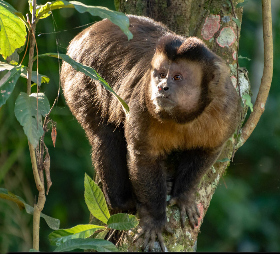 black-striped capuchin