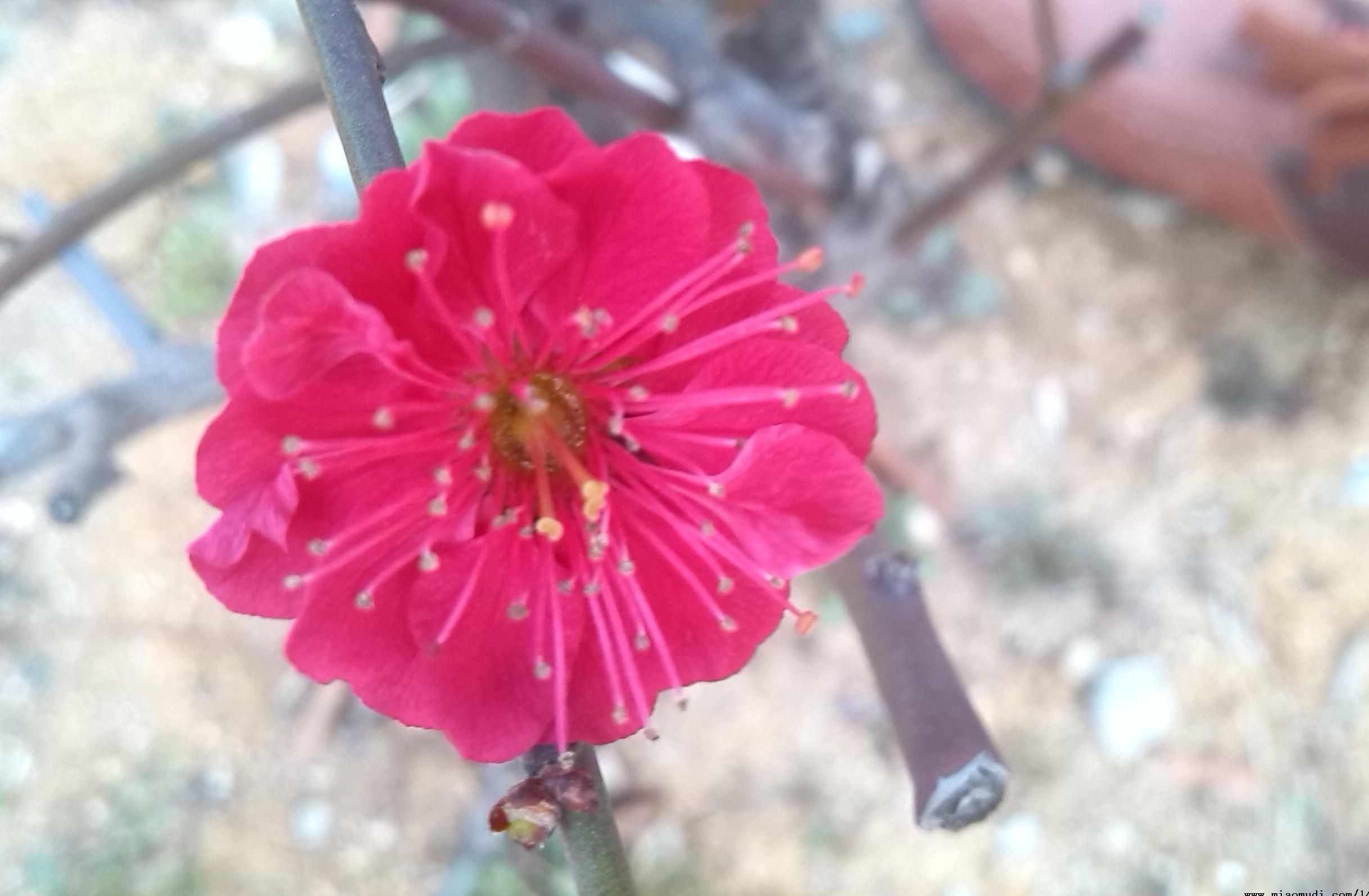 红须朱砂梅