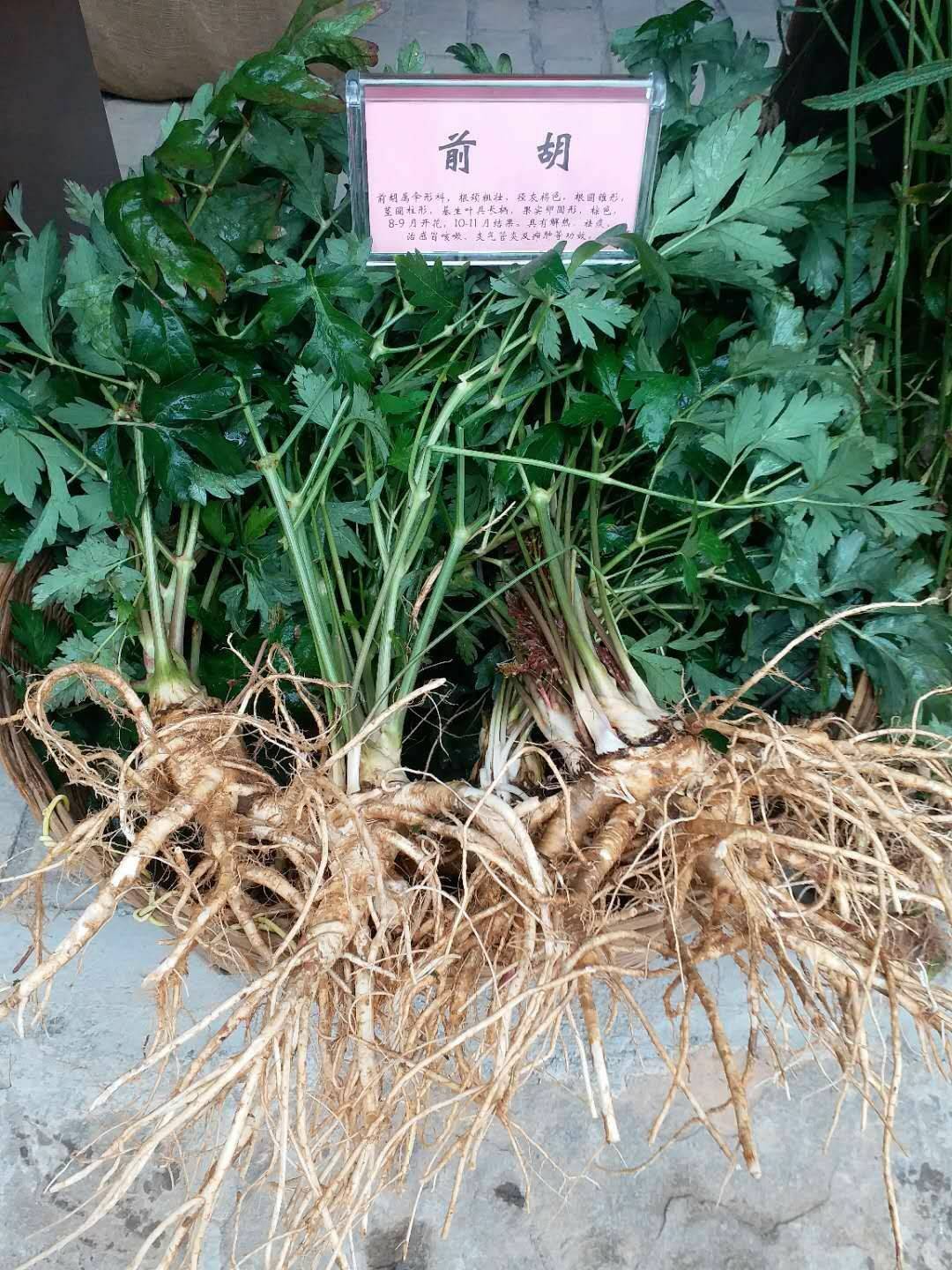 praeruptorum /i> dunn),伞形科疆前胡属多年生草本植物,茎干较矮,灰