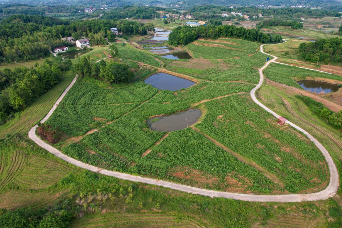 集瑞蕲艾生态产业园蕲艾种植基地