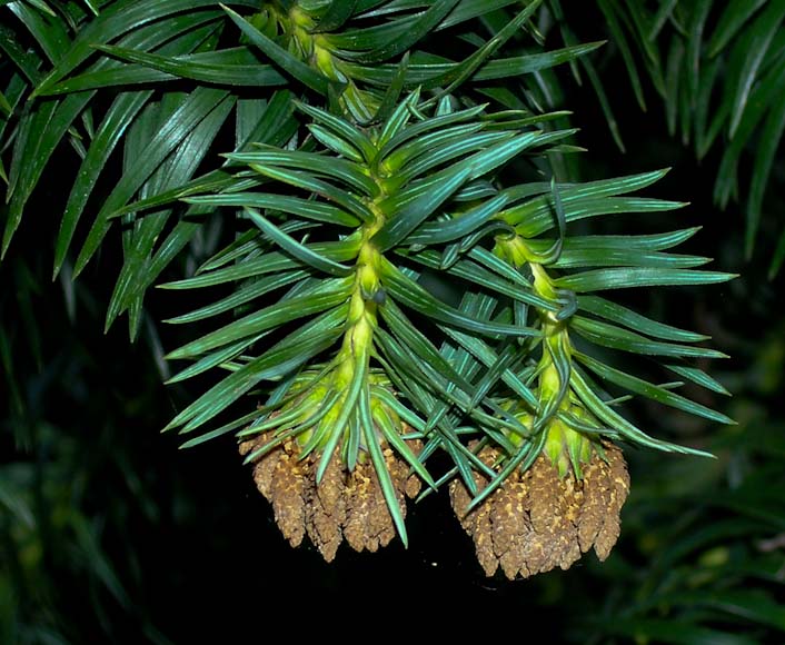 是杉科,杉木属乔木.