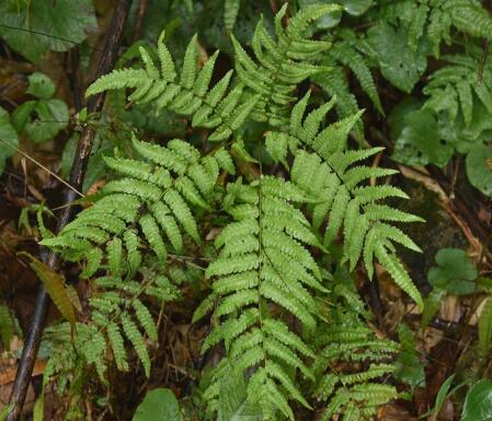  p>西南凤尾蕨 (学名: i>pteris wallichiana /i> agardh)是凤尾蕨科