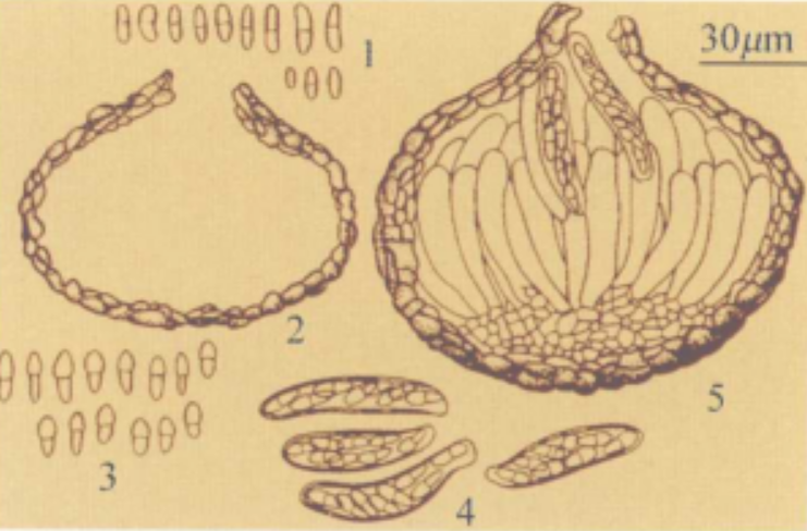 蔓枯病是由<a target="