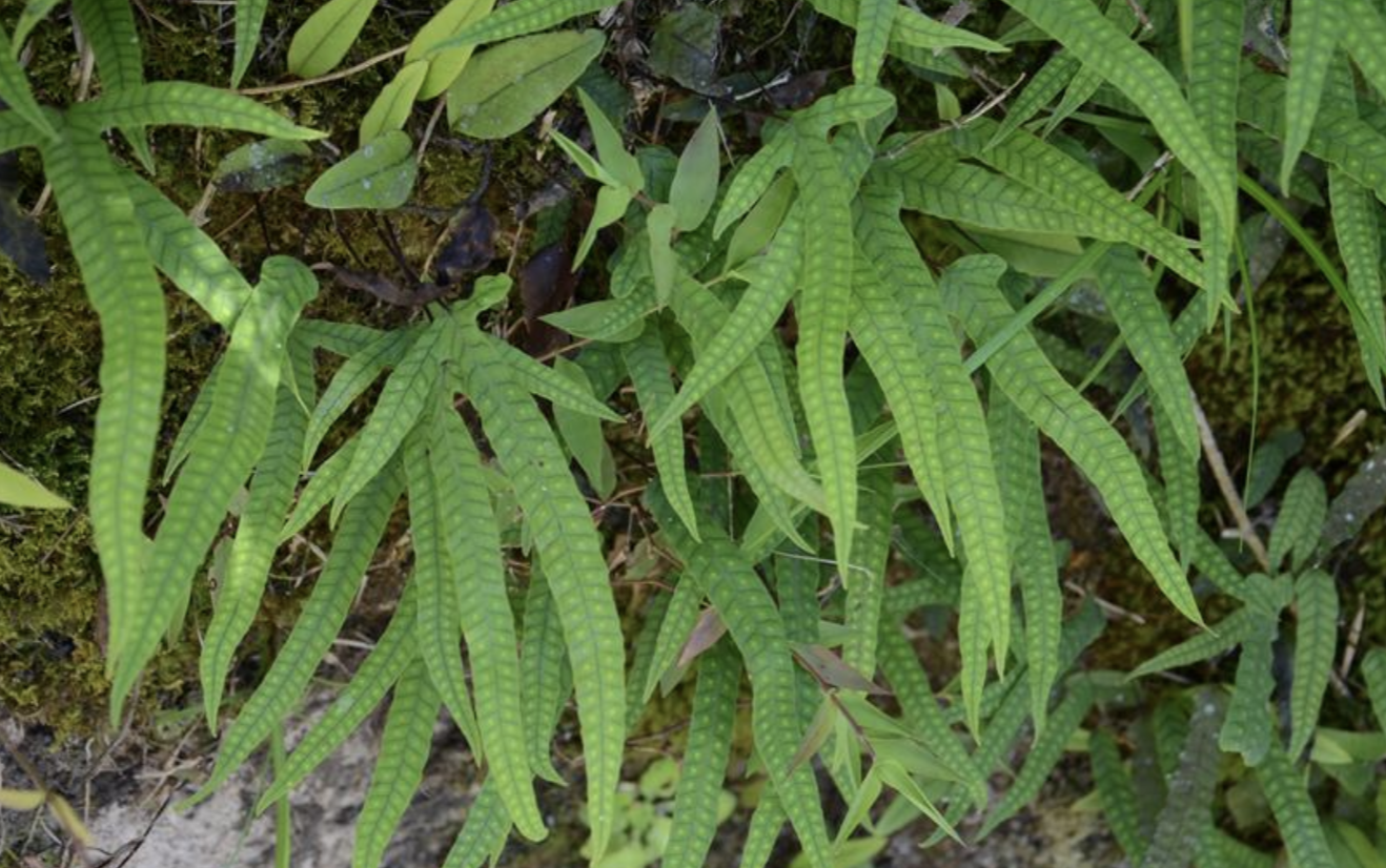  p>金鸡脚假瘤蕨(学名: i>selliguea /i>  i>hastata /i> (thunb.) h.