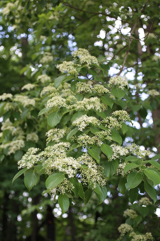  p>华南梾木(学名:swida austrosinensis (fang et w. k.