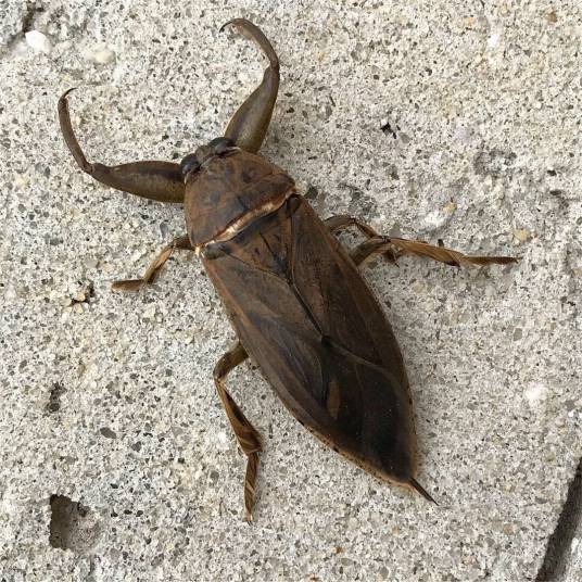 田鳖属_百度百科