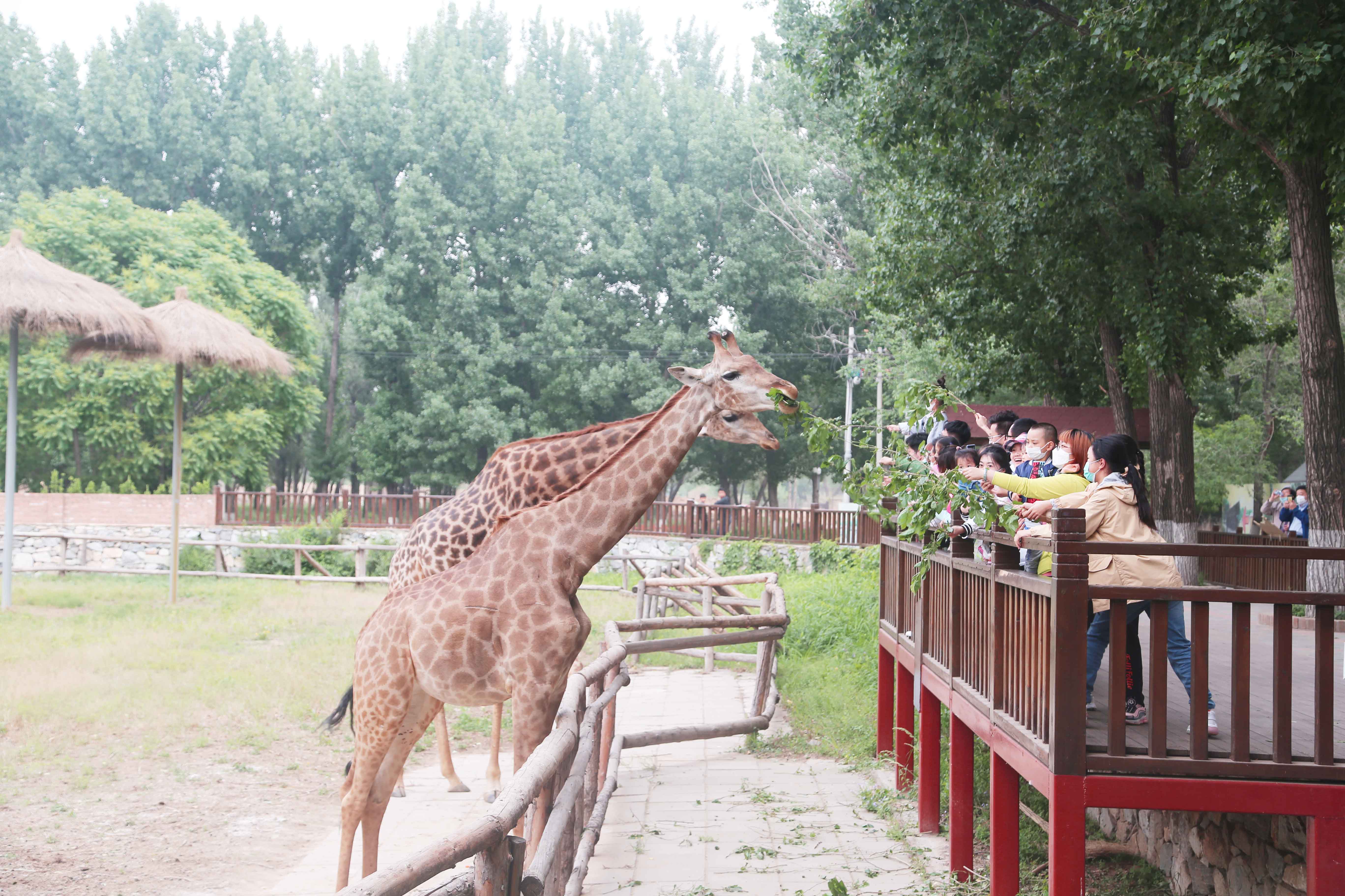 大兴北京野生动物园