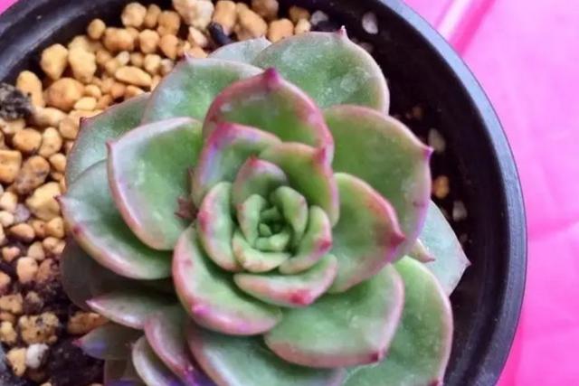 蜡牡丹 景天科多肉植物 怎么养护容易出状态 长爆头 百科ta说