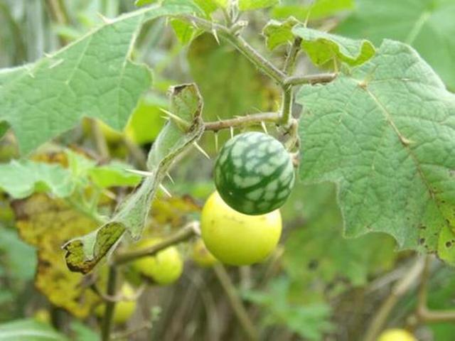 山沟沟一种野草名叫“刺天茄”，繁殖数量快价值高，遇到珍惜_百科TA说