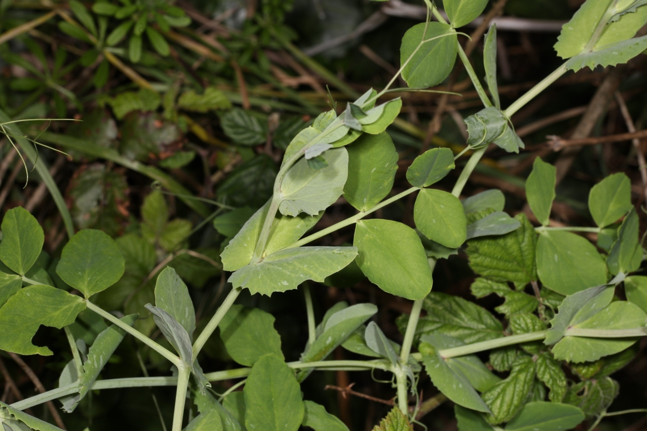 豌豆（豆科豌豆属的一种植物）_百度百科