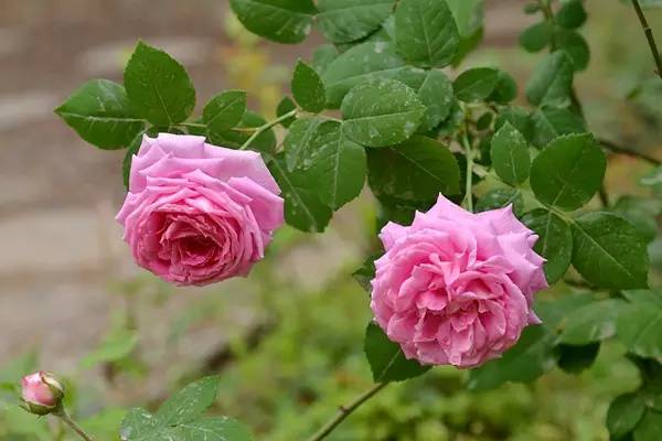 月季 玫瑰 蔷薇rose三姐妹 你分得清咩 百科ta说