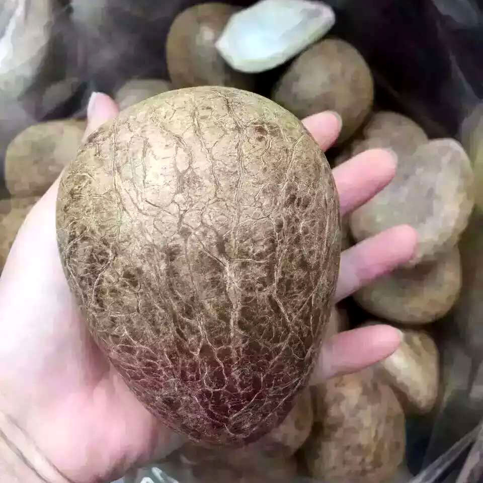  p>印度瓶椰是棕榈科酒瓶椰属植物. /p>