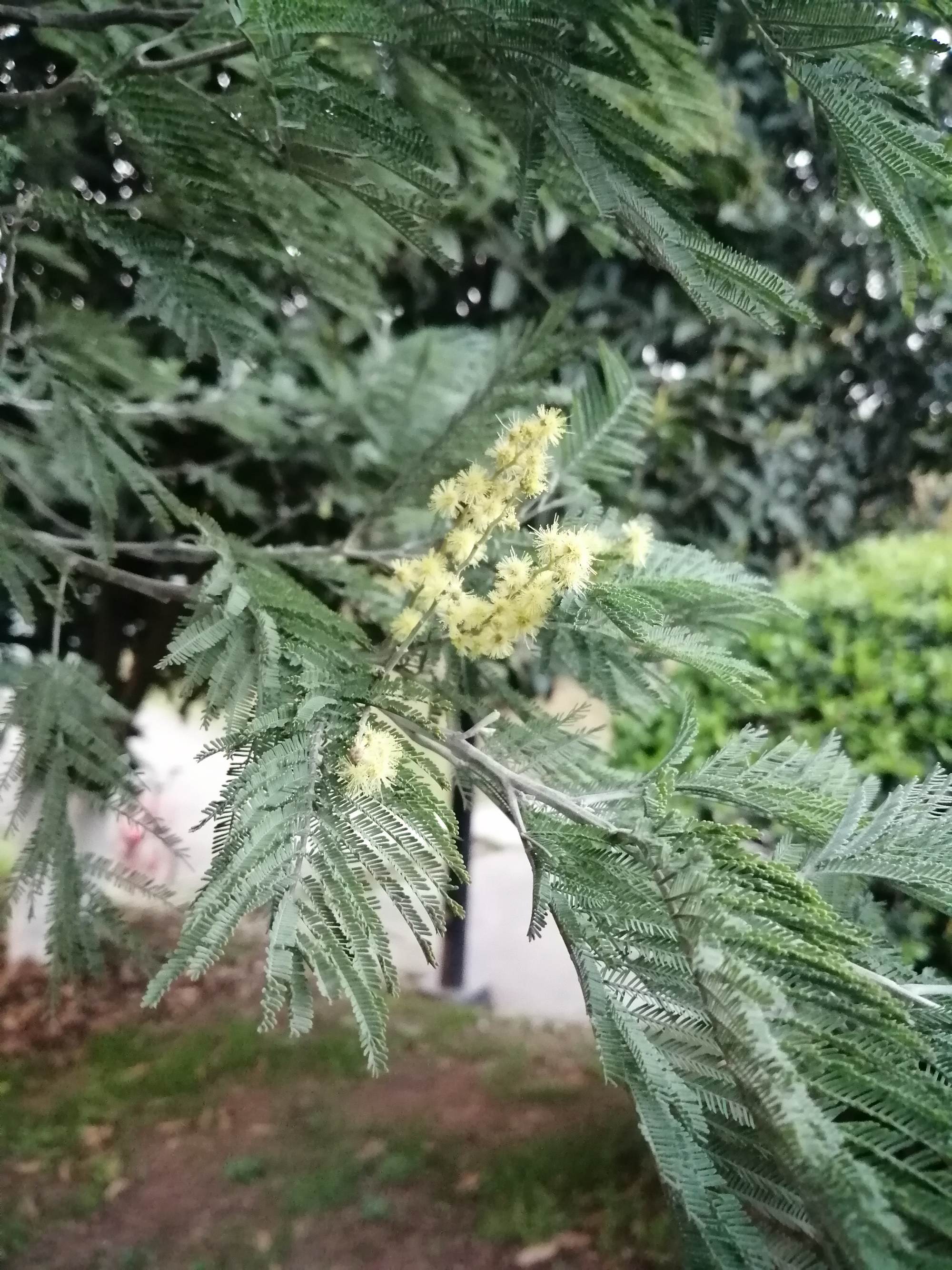 银荆树