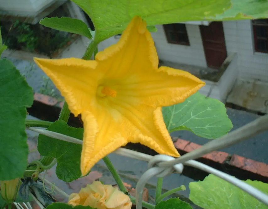 单性花和双性花区别 百科ta说