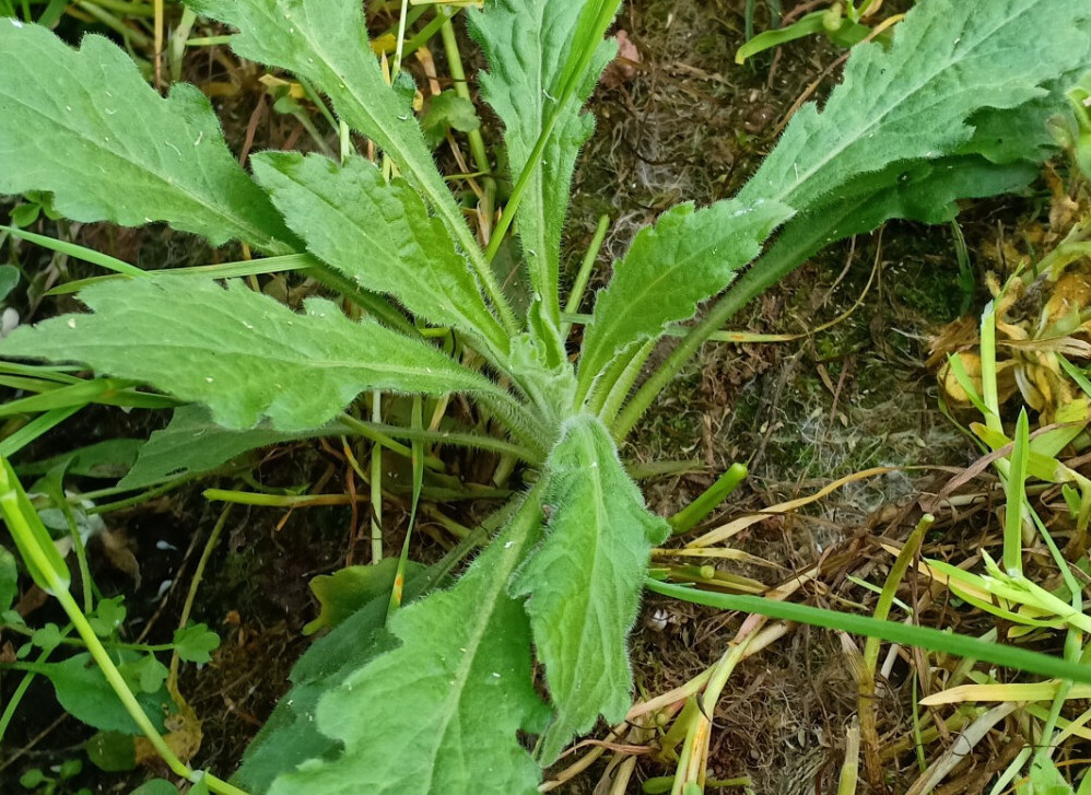 苏门白酒草