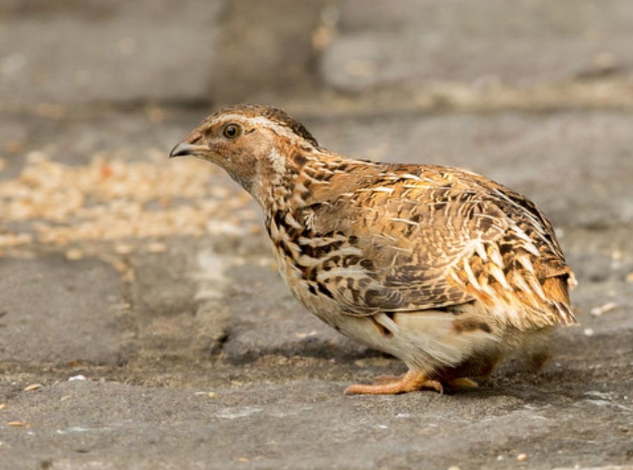  p>鹌鹑(学名: i>coturnix japonica /i>):雉科,鹌鹑属鹑类,体长14-20
