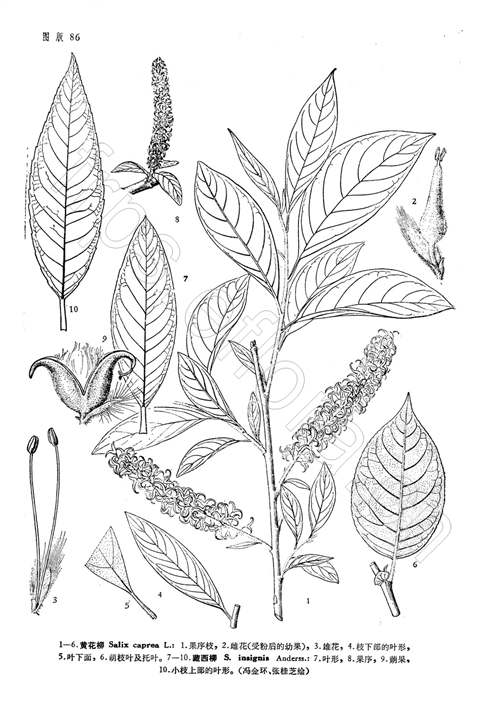 salix caprea