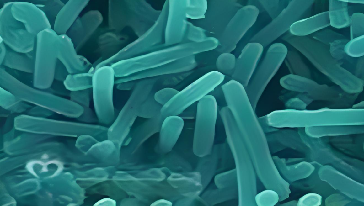 data-lemmaid="8650220">棒状杆菌 /a>,主要包括假白喉杆菌